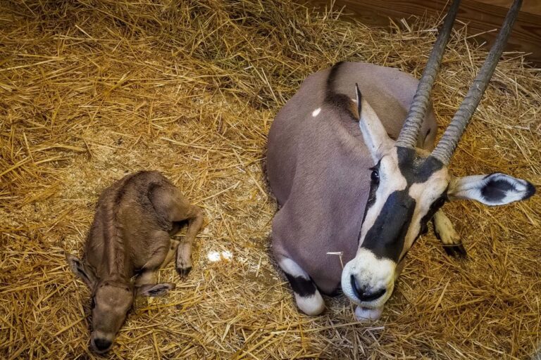 A stock photo of antelopes