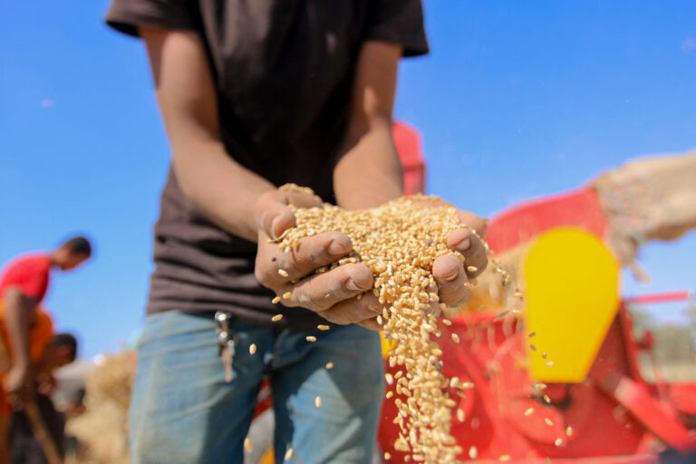grain