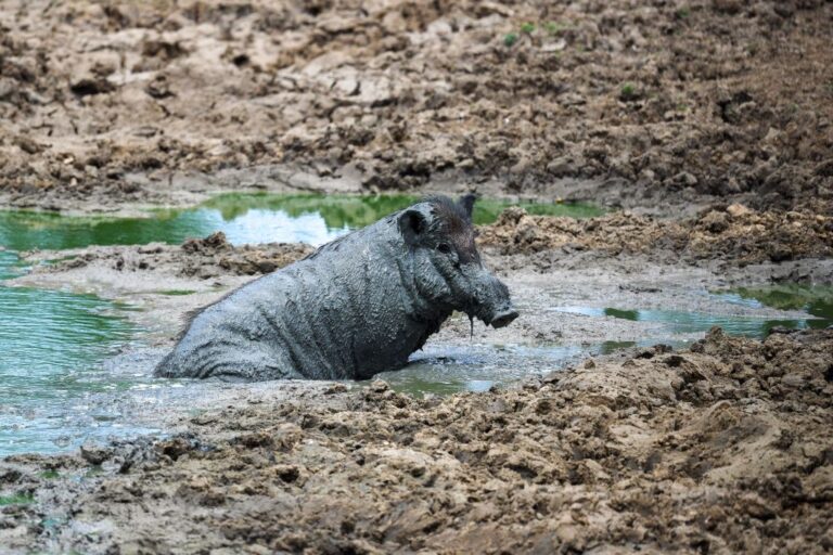 SRI LANKA-WILDLIFE-BOAR