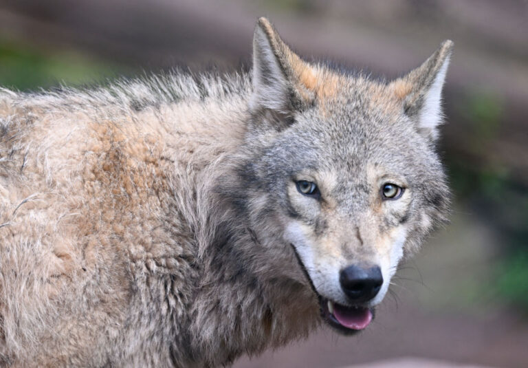 GERMANY-ANIMALS-WOLF