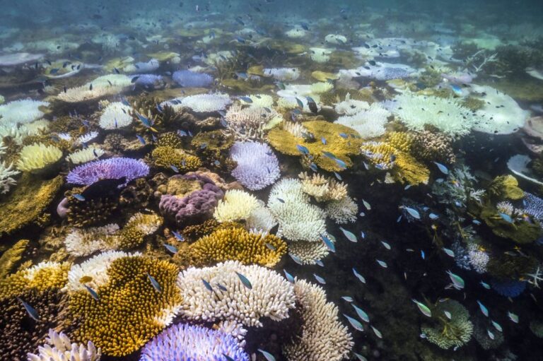 Great Barrier Reef