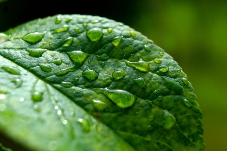 Épisode pluvial de Carnien : la période pendant laquelle la pluie est tombée sur Terre pendant 2 millions d'années