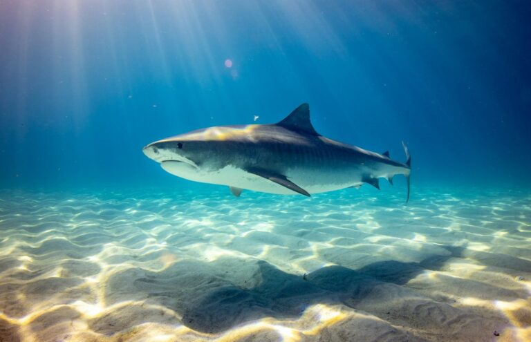 Hawaii Shark Attack: