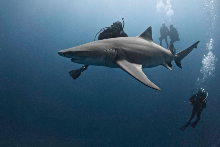 Des attaques de requins alarmantes en Floride intensifiées par le temps sec, selon des experts