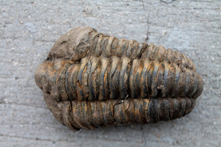 Trilobite Fossils Over 500 Million Years Ago Found Well-Preserved Under Volcanic Ash in Morocco, Revealing Mystery Behind Extinct Animal Group [Study]