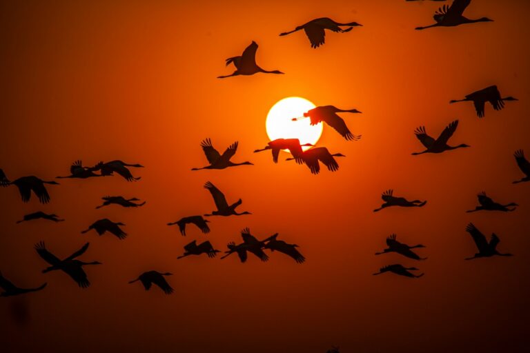 Climate Change Contributes to Spread of Bird Flu, Outbreak Declared by UN as