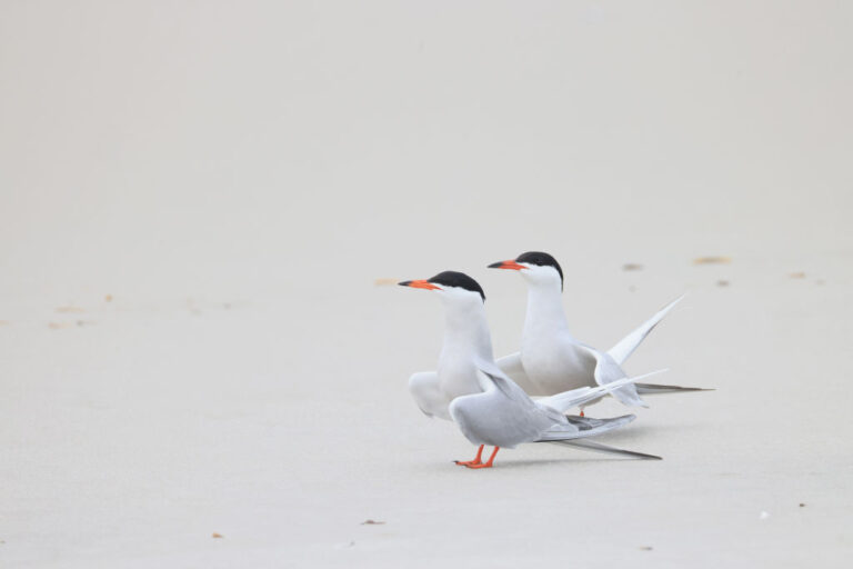 L'augmentation des cyclones tropicaux pourrait entraîner un déclin dramatique de la population d'oiseaux marins, selon une étude