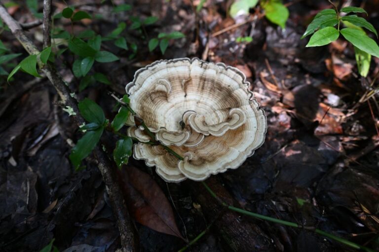 Les champignons deviennent plus dangereux en raison du changement climatique