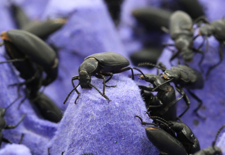 Les sacs à dos Beetle illuminent la vie secrète des habitants de la forêt tropicale du Royaume-Uni