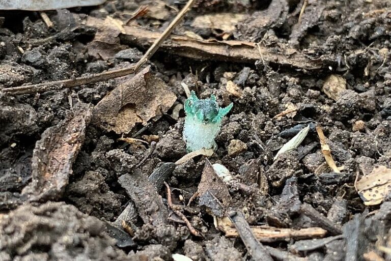 Fairy Lantern Plant: New Plant Species