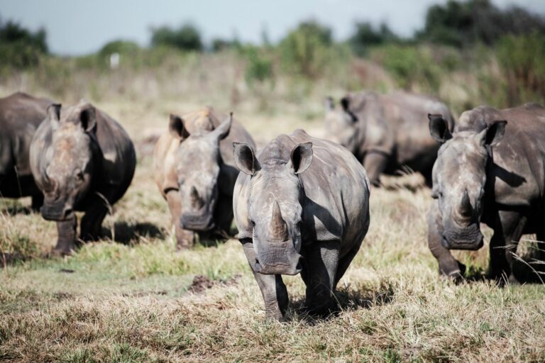 Pourquoi les rhinocéros braconnent-ils dans ce parc ?  Les raisons ne sont peut-être pas bonnes