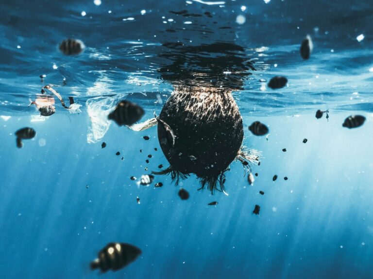 Marine Fungus Called