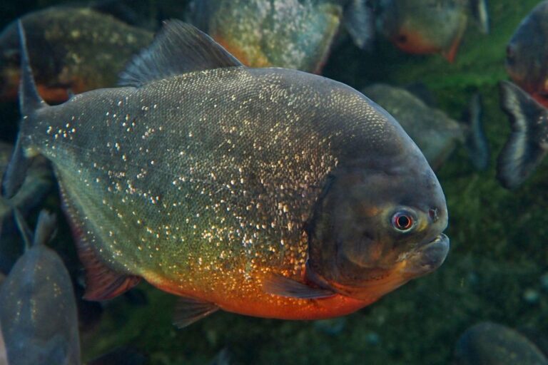 Un poisson ressemblant à un piranha avec un régime alimentaire à base de plantes découvert dans le fleuve Amazone