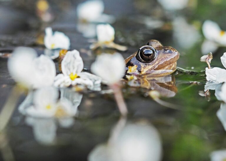 Les « saunas à grenouilles » sont une solution potentielle pour lutter contre le champignon chytride mortel qui menace la faune sauvage (recherche)