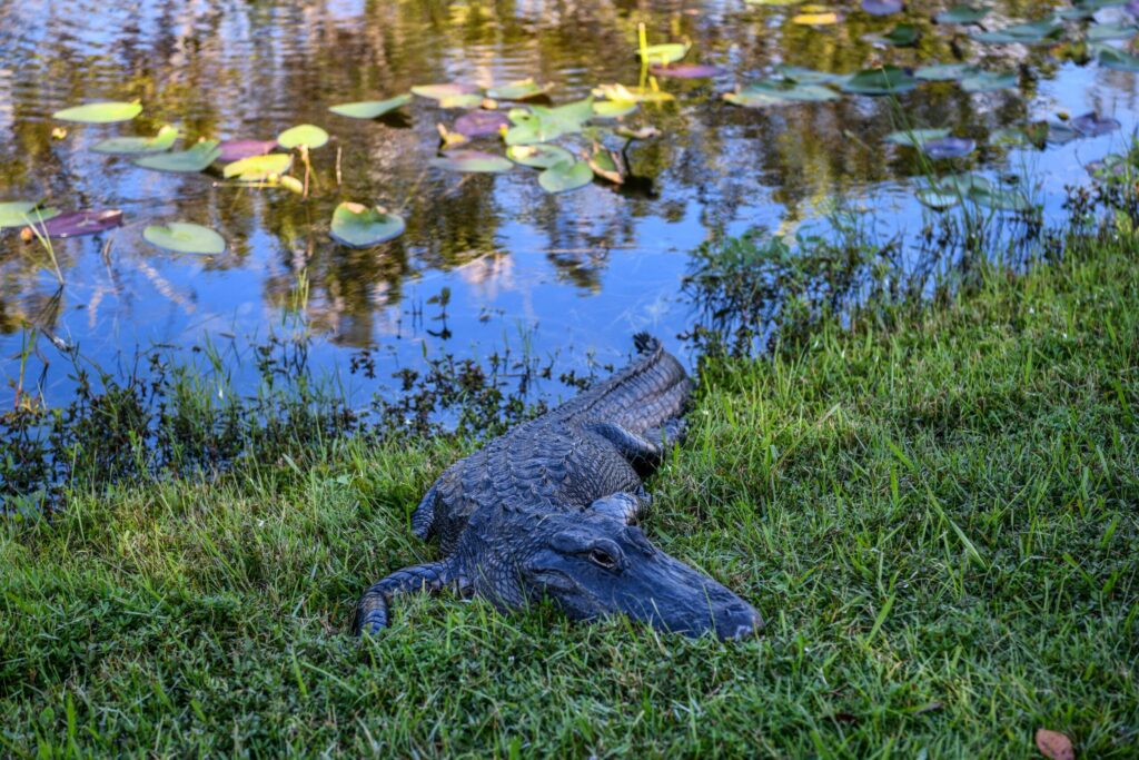 Du déplacement des alligators aux lamantins échoués, comment les ouragans perturbent la faune