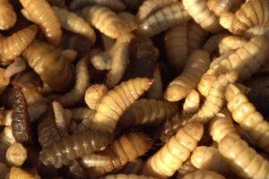 Les croquettes chien aux insectes : la nouvelle tendance en alimentation canine