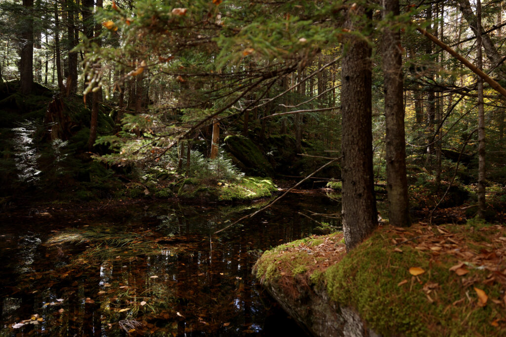 An example of old growth habitat is seen along the Great Gulf Wilderness Trail. The US Forest Service approved logging in thousands of acres of White Forest National Forest land. One environmental group is suing over the decision, but logging could technically start any time. Credit: Jessica Rinaldi/The Boston Globe via Getty Images