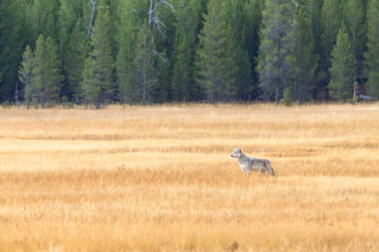 A lone wolf stands in Yellowstone National Park in September. Credit: Jacob W. Frank/NPS