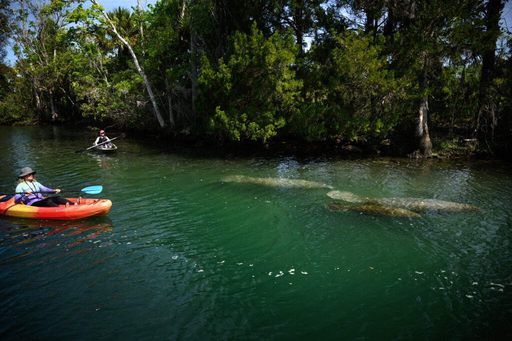 Kayakers paddle near a group of manatees on March 22 in Crystal River, Fla. Credit: Thomas Simonetti for The Washington Post via Getty Images