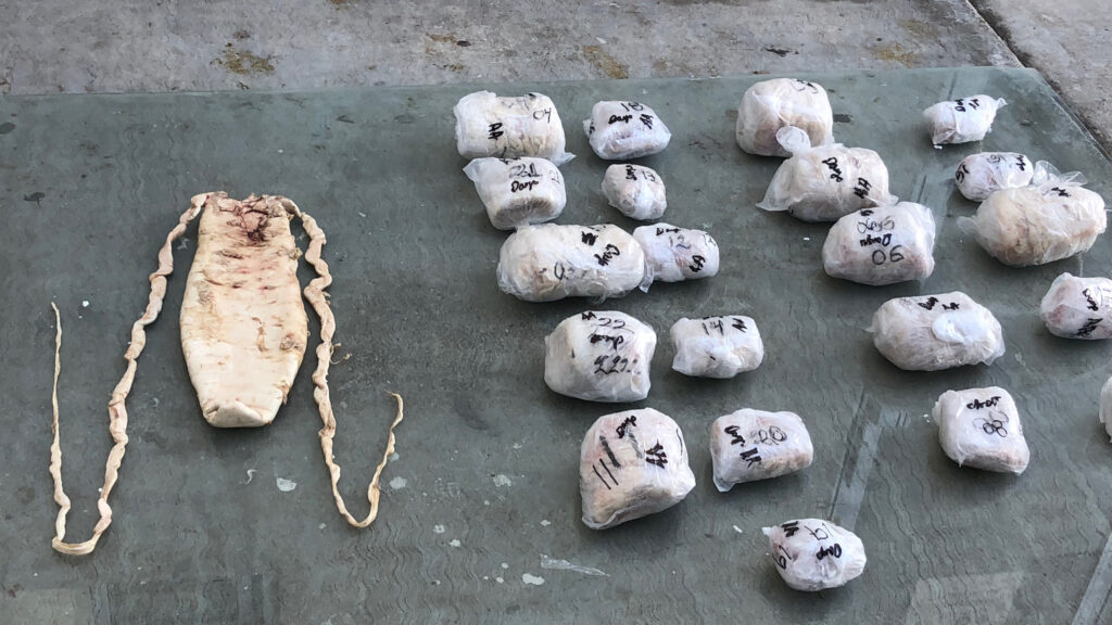 Les vessies de Totoaba sont transportées sur la glace vers des cachettes au Mexique et séchées avant d'être acheminées clandestinement hors du pays vers la Chine, d'autres régions d'Asie et les États-Unis. Crédit : avec l'aimable autorisation de Earth League International.