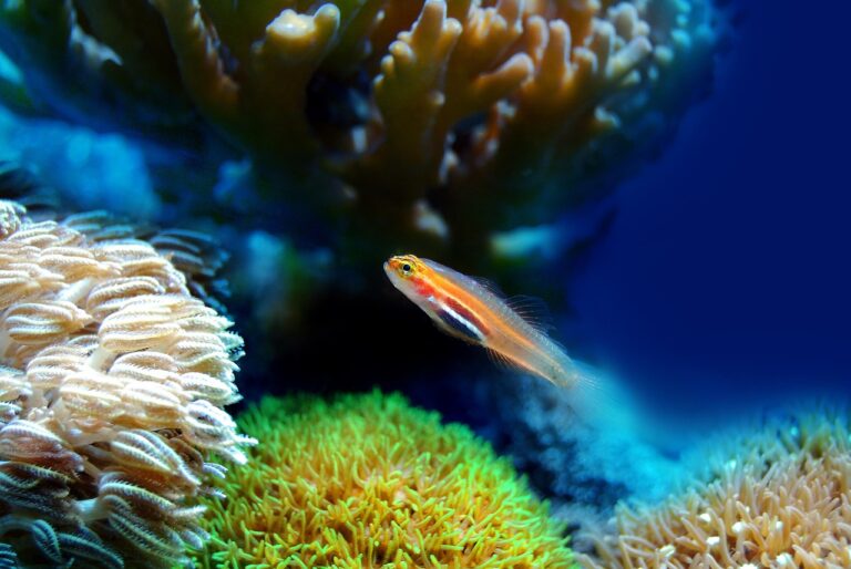 Coral Reef