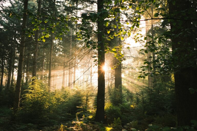 Sun shining through trees