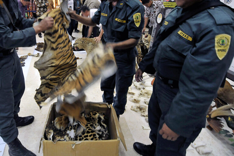 Alors que les pays prennent des mesures pour protéger la faune sauvage dans le cadre du commerce légal, le trafic d’animaux et de plantes fait rage.