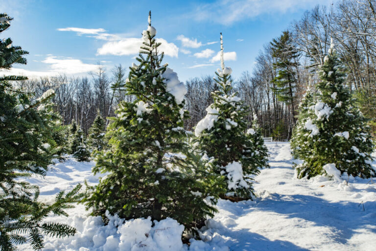 Le changement climatique menace les classiques de Noël