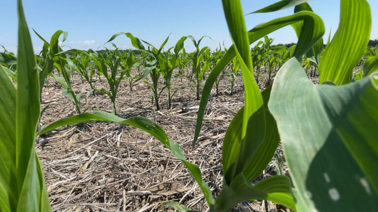 A cornfield in Ohio. Credit: H2Ohio