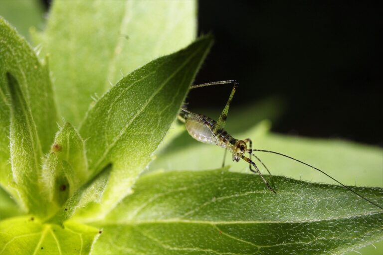 Insect