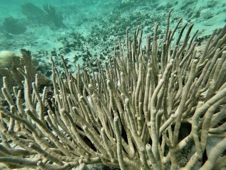 Les scientifiques réclament des objectifs climatiques plus ambitieux