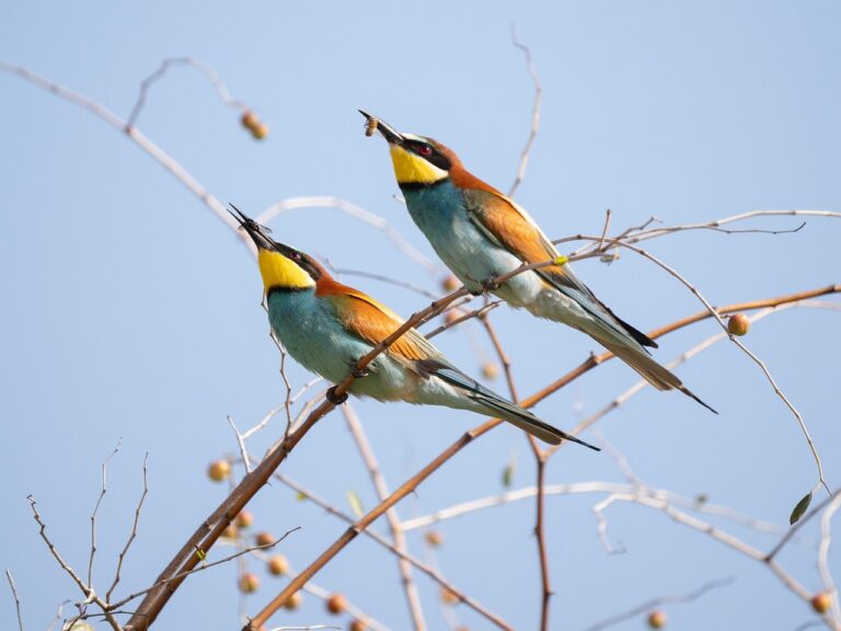 Birds