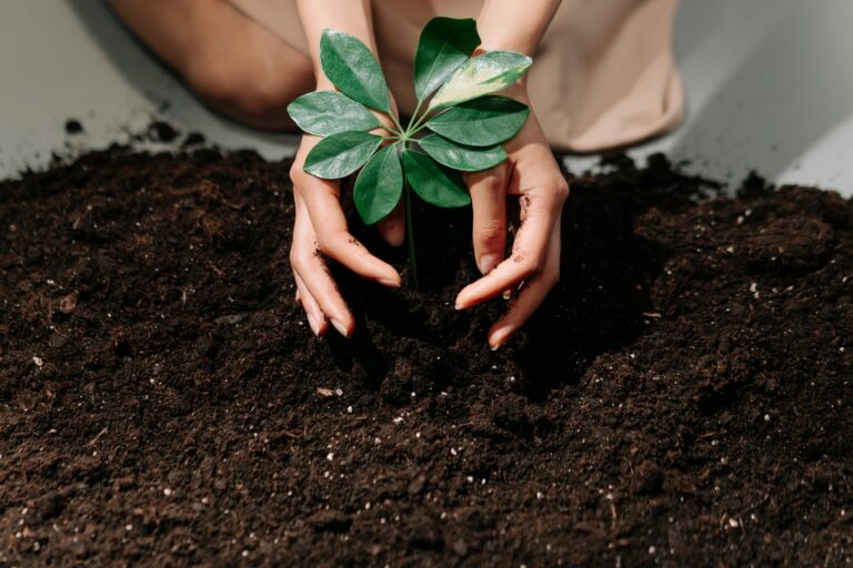 A Person Planting on a Soil