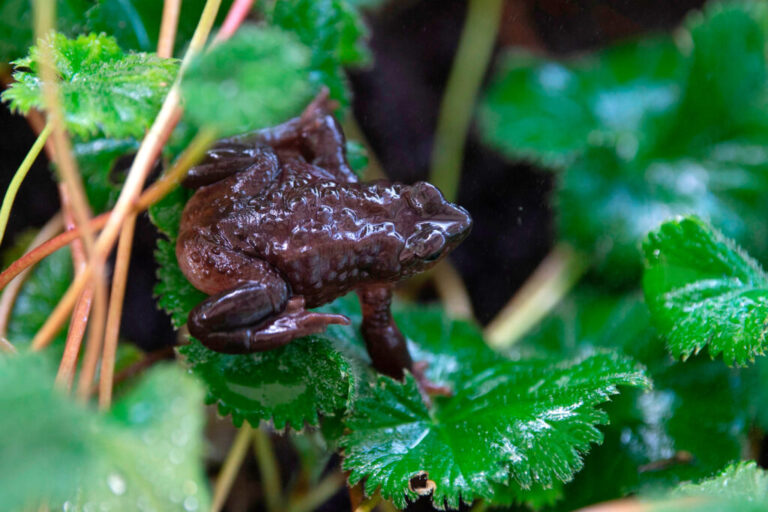 A Jambato harlequin toad is seen at the Jambatu Center for Amphibian Research and Conservation in San Rafael, Ecuado. Credit: Rodrigo Buendia/AFP via Getty Images