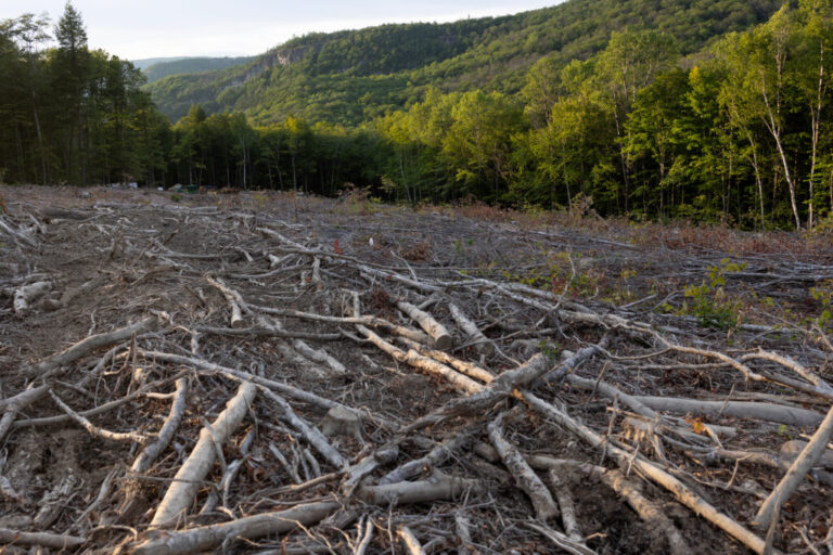 A patch of the White Mountain National Forest is clear-cut in a logging operation near Stow, Maine. Credit: Andrew Lichtenstein/Corbis via Getty Images