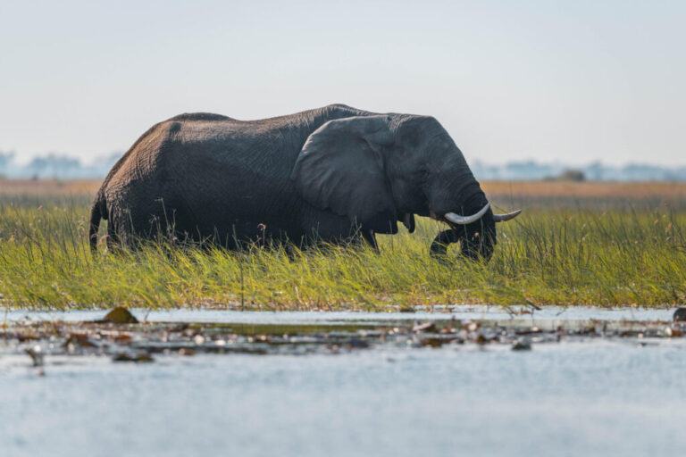 An African elephant moves through the Cuando River in Angola. Credit: Kostadin Luchansky/National Geographic