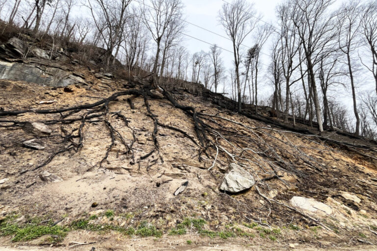 A nearly 600-acre fire in Pacolet, S.C., caused substantial burning of tree roots. The roots are where kudzu vines build strong anchor points. Credit: Don Dicey/Conserving Carolina