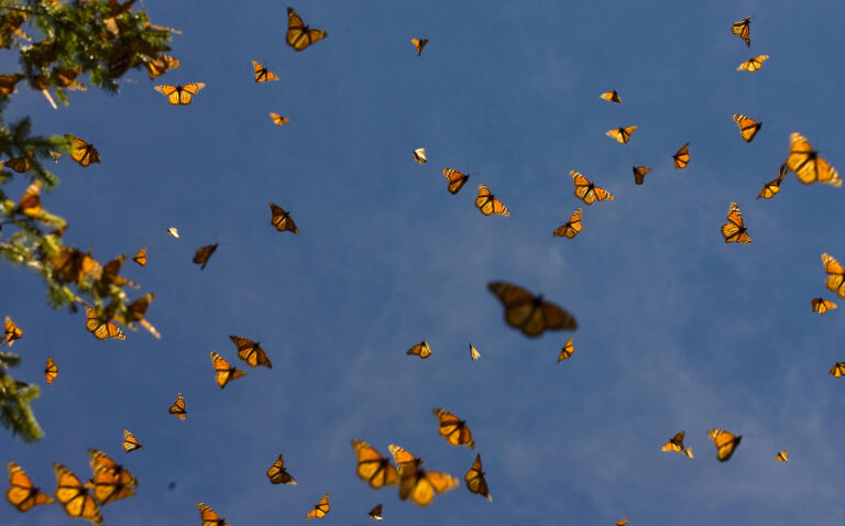 Several dozen monarchs are shown flying under a blue sky near a tree