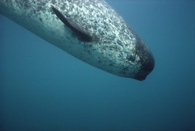 Narwhals rely on echolocation to survive in the Arctic. But increasing shipping noise is jeopardizing their ability to communicate, navigate and hunt. Credit: naturepl.com/Doug Allen/WWF