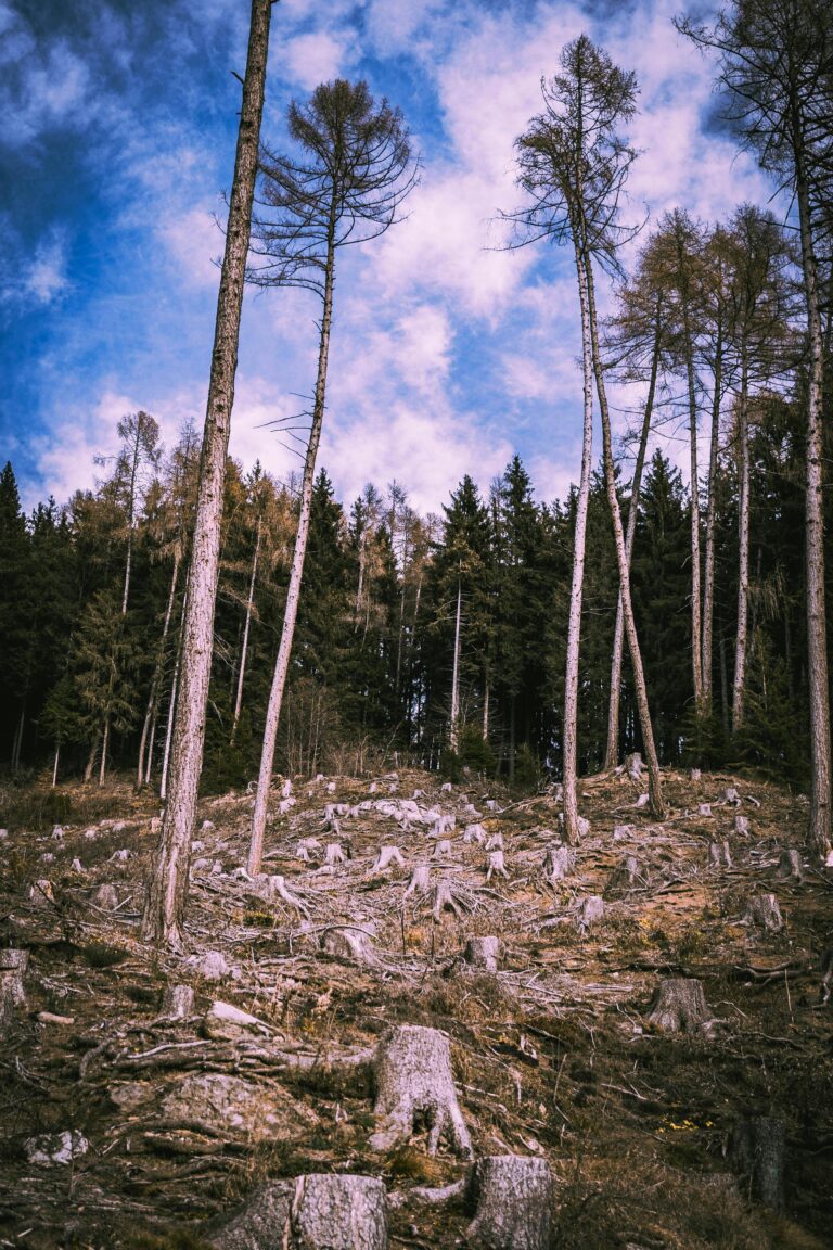 deforestation