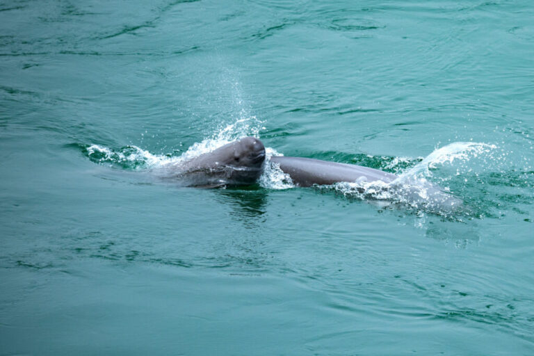 Finless porpoises play in the Yangtze River waters of Yichang City, China, on April 22, 2025. Credit: Costfoto/NurPhoto via Getty Images