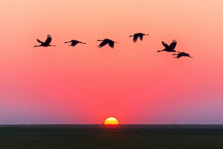 birds migrating