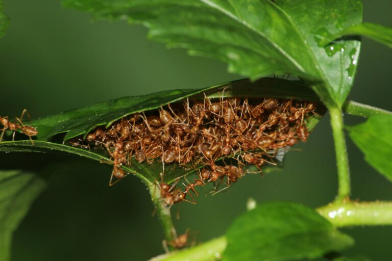 ants on a leaf