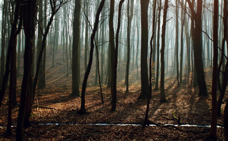 dried up trees
