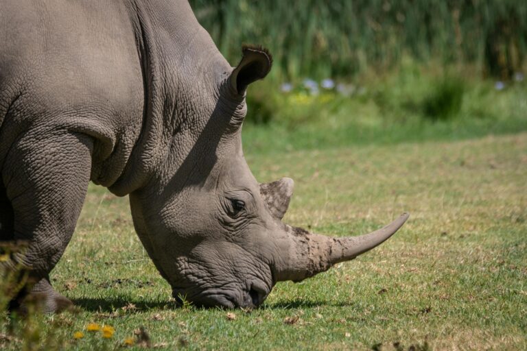 wild rhino