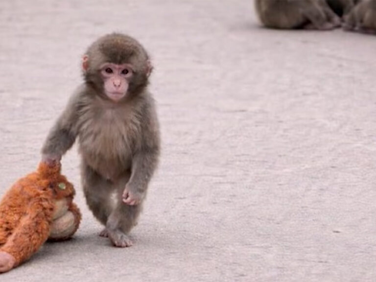 punch the monkey