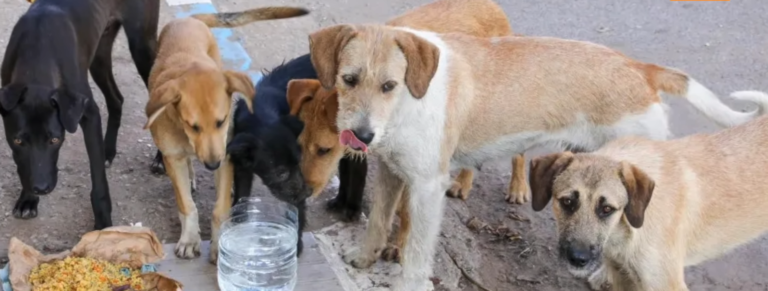 stray dogs eating and drinking