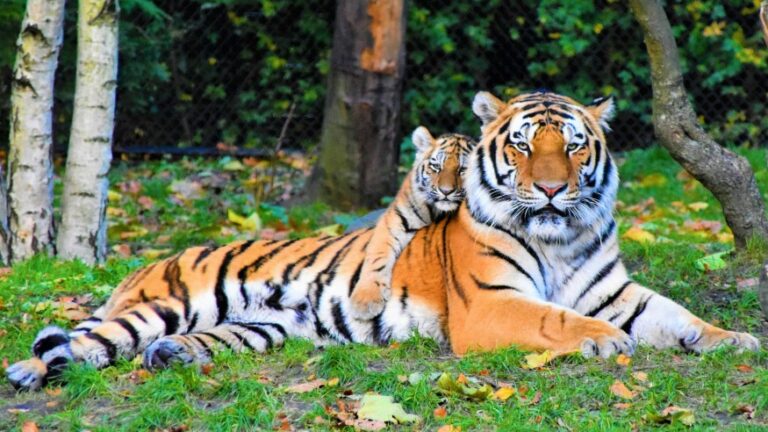 tigers