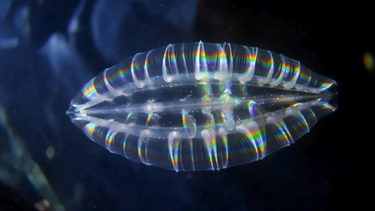 comb jelly ctenophores
