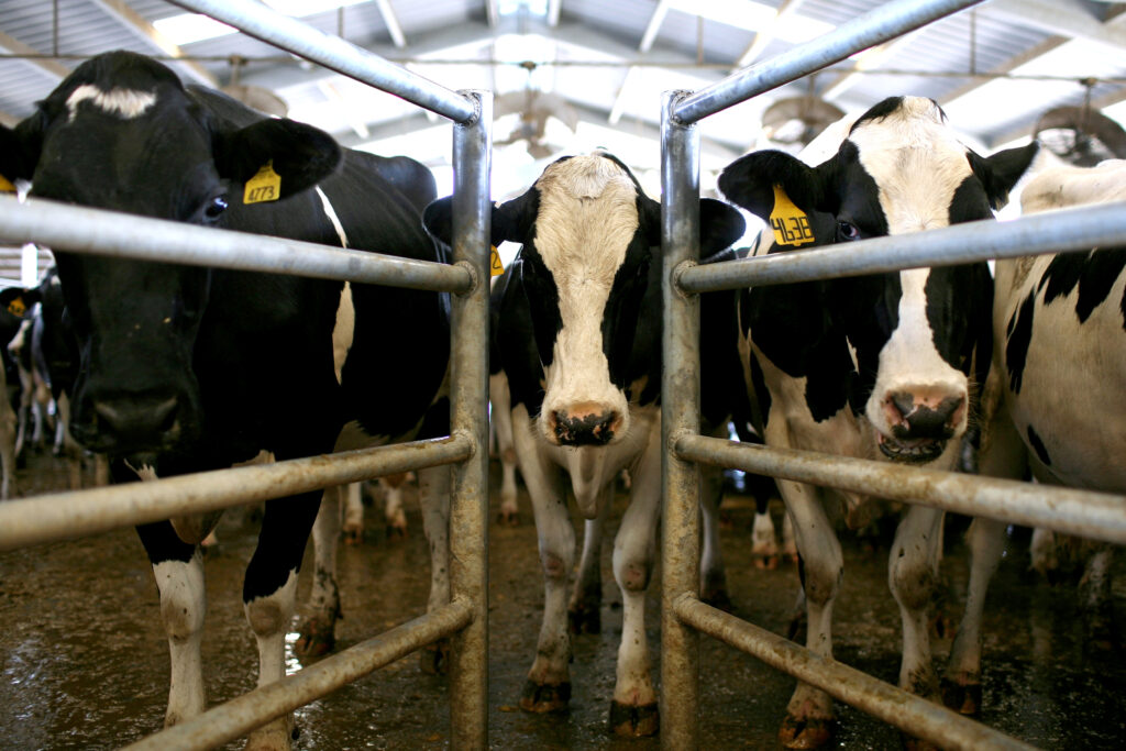 Cows wait to be milked at a dairy farm in Escalon, Calif. Credit: Justin Sullivan/Getty Images
